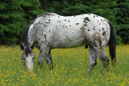 Diversified Money - étalon de 3 ans.