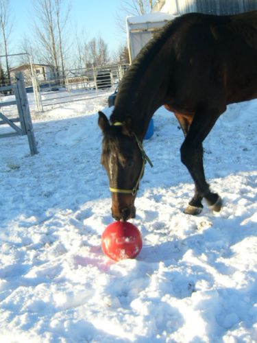 Tropic qui joue avec son cadeau de Noël, il se frustre quand il...
