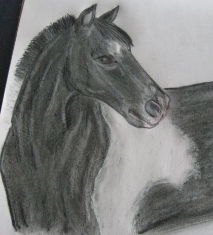 Portrail d'Oréo, un cheval Paint.