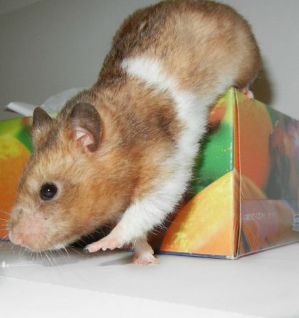 MOLIMO! :)