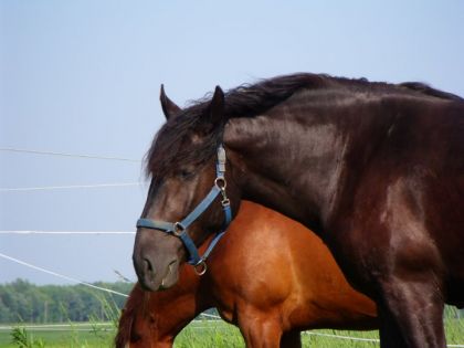 Buddy, mon amour (L)