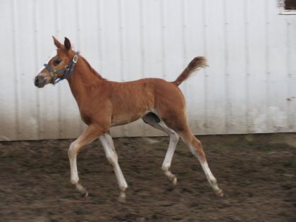 photo par Xtacie88 J'aime bien faire mon ptit fraiche pet! hihi Westler 1 mois!
