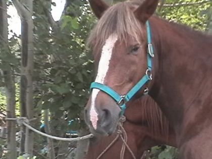Cheval avec licou vert attaché a un arbre