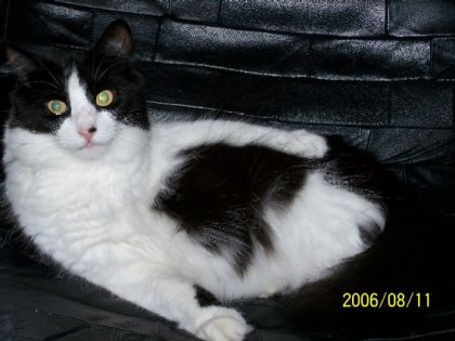 Chat noir et blanc