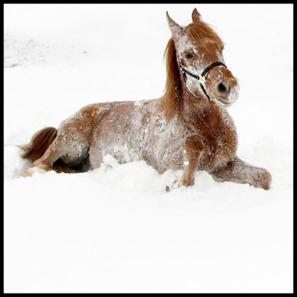 Wendy dans la neige...  P'tite fouine...!! :)