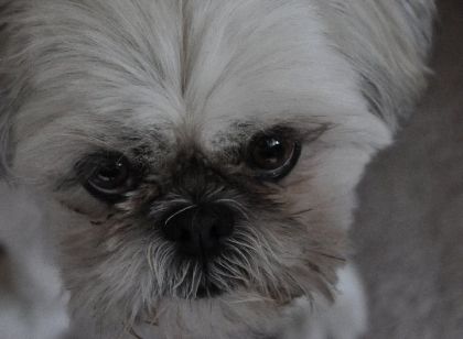 Petit chien n'aime pas les orages ...