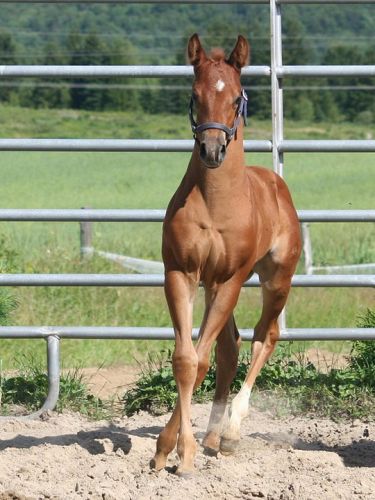Cody , n&eacute; le 23 juin 2011 , un futur champion
