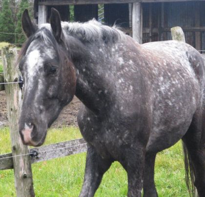 Navarro hongre andalou x appaloosa lorsquil avait 2 ans!