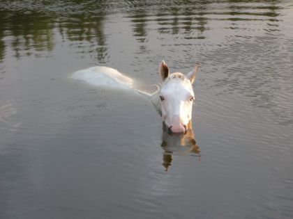 Un vrai hippopo! 