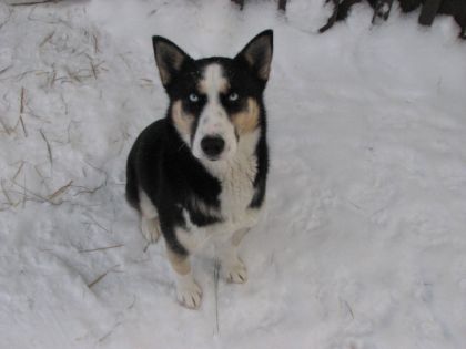 C'est ma petite chienne husky. Elle a tellement d'énergie ca m'a...