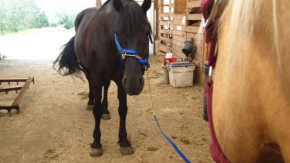 L&eacute;ona avec son copin Pyro ! le cheval &agrave; yOyO_26 :P