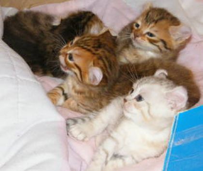 Voici toute sa première portée, highland lynx croisés bengal