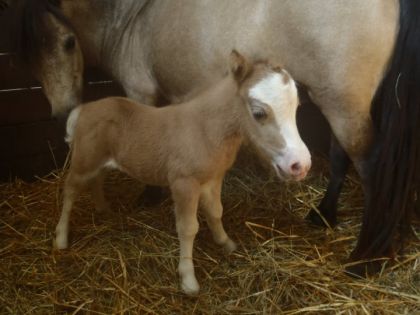 Quency, née le 3 août  et sa maman Queen