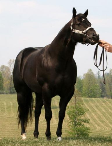 A Tribute To Black cheval de Halter avec origine prestigieuse...