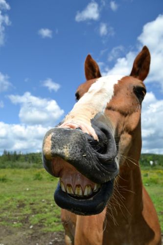 le beau prince , qui nous fait un beau beau sourrire :) 