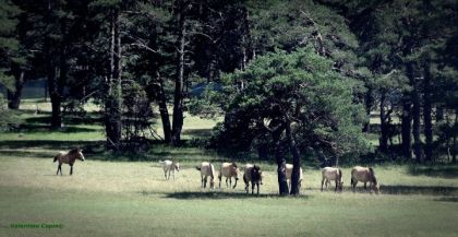 photo par Vaaal Troupeau de chevaux de Prewalski
