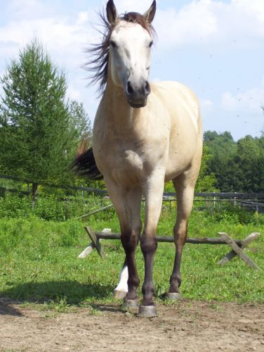 hercule