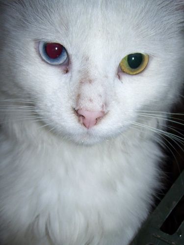 gucci yeux jaune et bleu