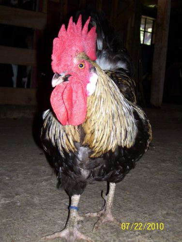 pépite  pour un coq jaime vraiment la photo