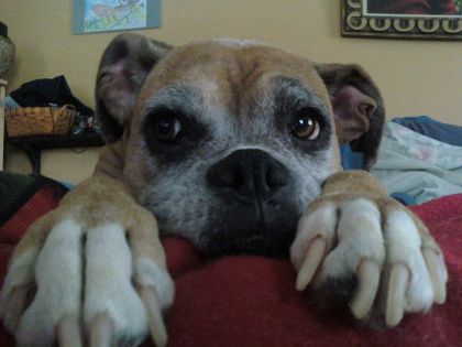 Leeloo ma chienne