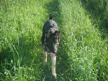 Ma chiien Tess que j'aime le plus au moonde !   (L)     (et...