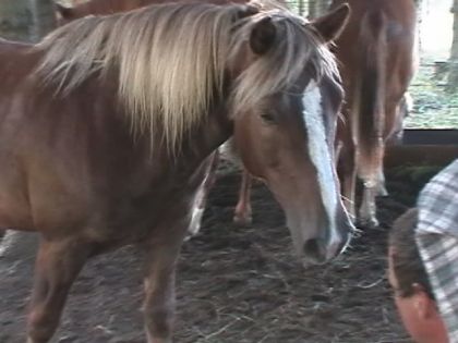 Cheval à crinière blonde