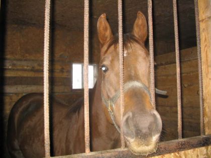 Cheval qui passe son nez à travers les barreaux de son box
