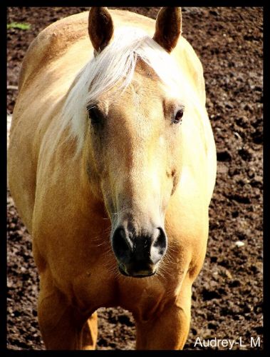 Nemo un cheval a lancienne écurie que je montais