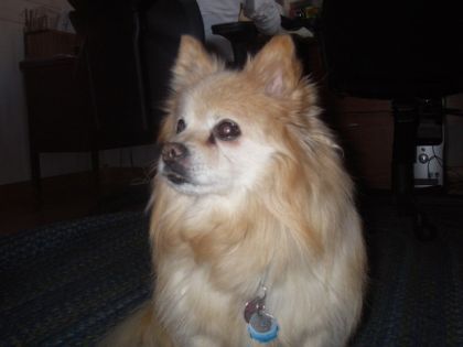 mon petit chien Rouki!
