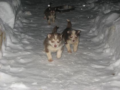 CHIOTS 150 $ TOU LE MONDES
