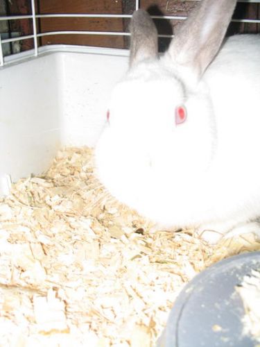 Lapin aux yeux rouges