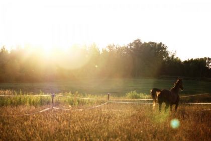 photo par Bailey's Portrait de mon cheval dans le champ. 'Bonheur & liberté', par...