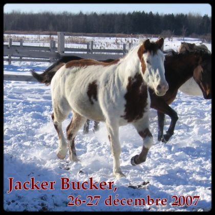 Mon beau Bucker qui s'amuse avec les copains !! =D
