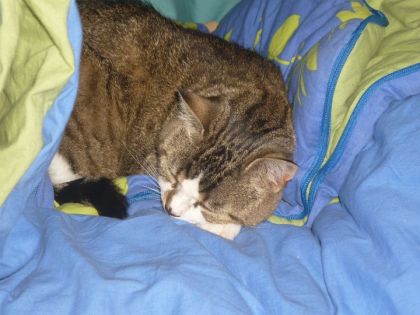 Mon chat.C'est très mignon!