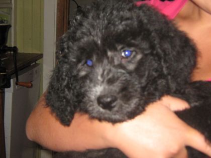 Filou, mno petit bébé chien. Il est trop mignon.