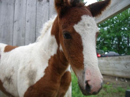 Sedna, petite pouliche curly de 3 semaines. Elle appartient...