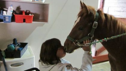 Petit poulain d&eacute;j&agrave; &agrave; l'oeuvre en th&eacute;rapie assist&eacute;e par le cheval...