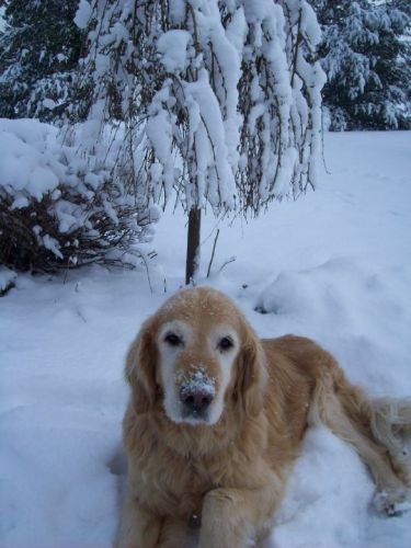 la dernière photo de ma belle Dixi... <3 <3