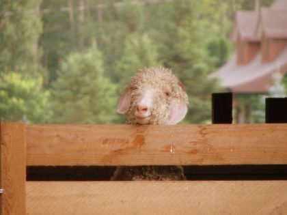Une petite curieuse:)