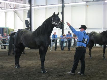 Licou chevaux canadiens - Expo Québec 2011  ... un magnifique...