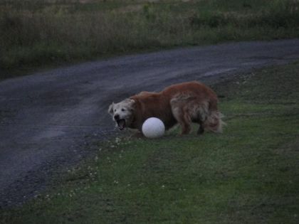 Tobby et son ballon xD