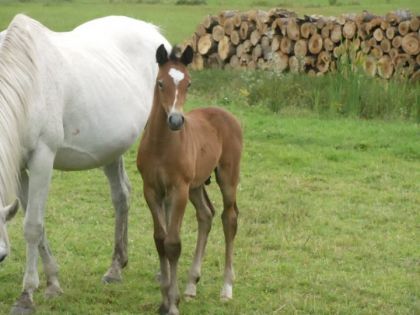photo par sirenzo encore le petit bb de mon etalon sir enzo et ma jument harfane