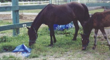 nelly et son poulain lucky sest en 2002 alors sa afit un bon tit...