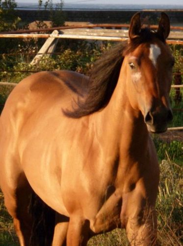 voici ma magnifique juemnt de 2 ans (avec de lhuile a mouche...