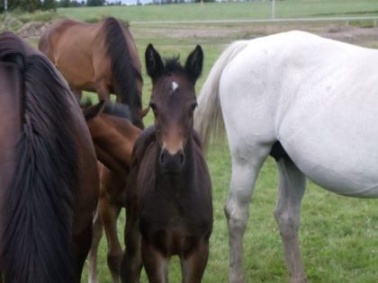 photo par sirenzo la petite fille de sir enzo et de penloppe a 16 jours