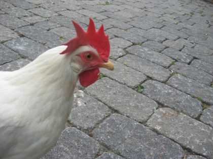 Margarette, ma poulette blanche :)