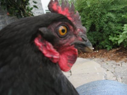 Peloise, ma poulepoule noire :)