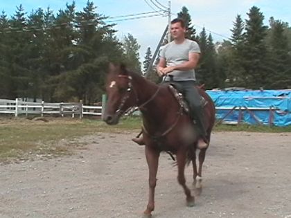 Homme sur cheval brun