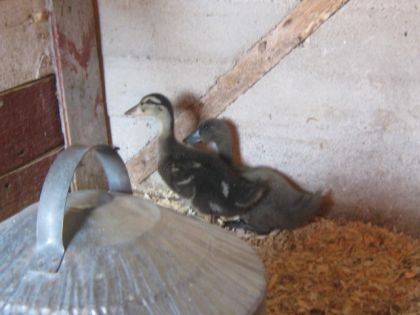 Coin, coin les canards!