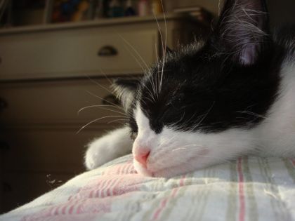 J'adore cette photo ! Mon Bouddha tout relax ! (l) 